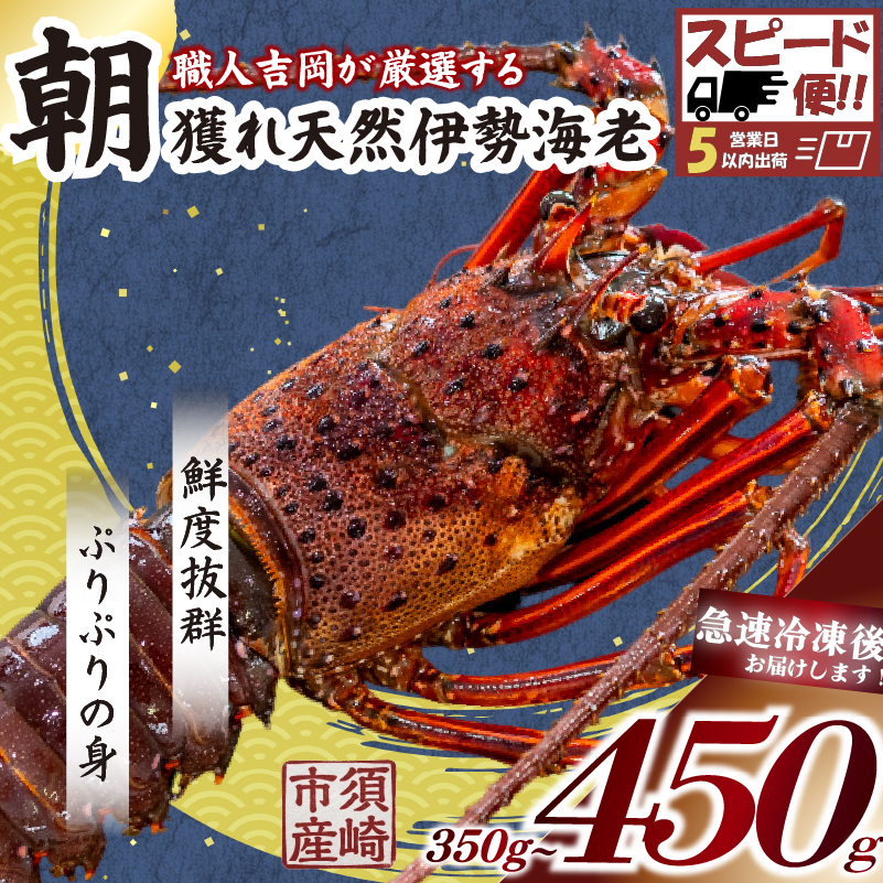 朝どれ 天然 伊勢海老 350～450g 伊勢海老 エビ いせえび 人気伊勢海老 伊勢海老刺身 生き 特大 活魚 高級 鮮魚 海鮮 魚介 刺身 お造り 焼き物 汁物 おつまみ 国産 伊勢海老国産 活